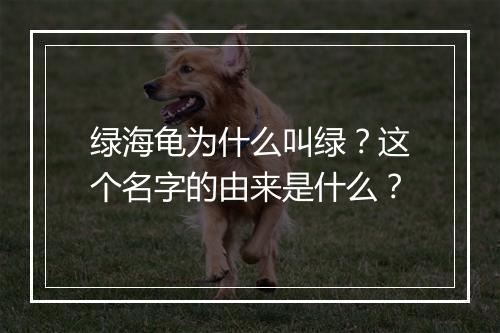 绿海龟为什么叫绿？这个名字的由来是什么？