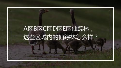 A区B区C区D区E区仙踪林，这些区域内的仙踪林怎么样？