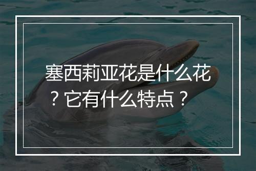 塞西莉亚花是什么花？它有什么特点？