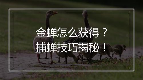 金蝉怎么获得？捕蝉技巧揭秘！