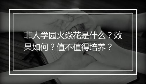 非人学园火焱花是什么？效果如何？值不值得培养？