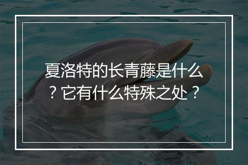 夏洛特的长青藤是什么？它有什么特殊之处？