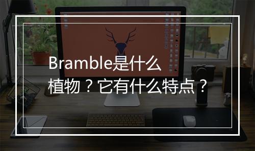 Bramble是什么植物？它有什么特点？