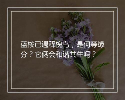 蓝桉已遇释槐鸟，是何等缘分？它俩会和谐共生吗？