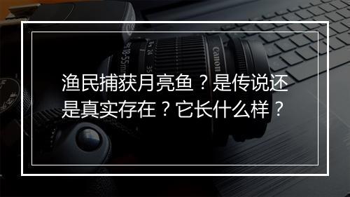 渔民捕获月亮鱼？是传说还是真实存在？它长什么样？