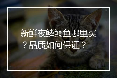 新鲜夜鳞鲷鱼哪里买？品质如何保证？
