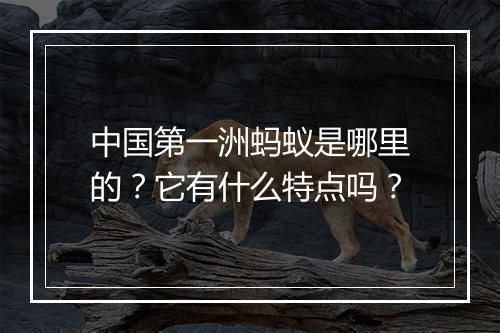 中国第一洲蚂蚁是哪里的？它有什么特点吗？