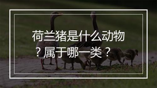 荷兰猪是什么动物？属于哪一类？