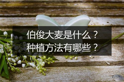 伯俊大麦是什么？种植方法有哪些？