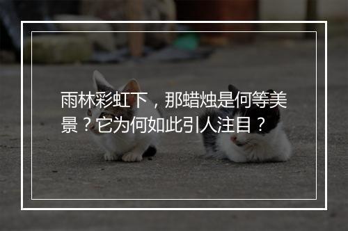 雨林彩虹下，那蜡烛是何等美景？它为何如此引人注目？