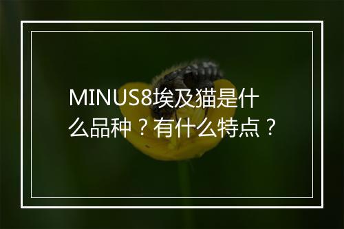 MINUS8埃及猫是什么品种？有什么特点？
