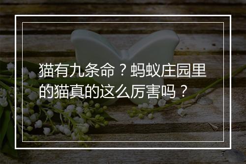 猫有九条命？蚂蚁庄园里的猫真的这么厉害吗？