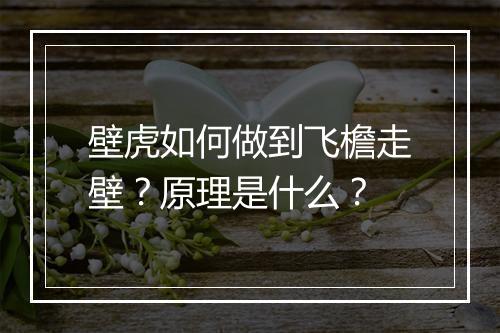 壁虎如何做到飞檐走壁？原理是什么？