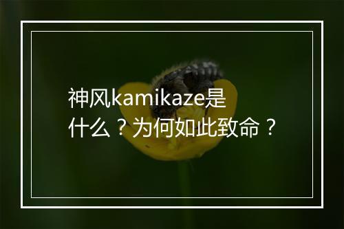 神风kamikaze是什么？为何如此致命？