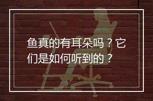 鱼真的有耳朵吗？它们是如何听到的？