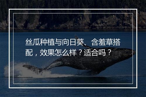 丝瓜种植与向日葵、含羞草搭配，效果怎么样？适合吗？