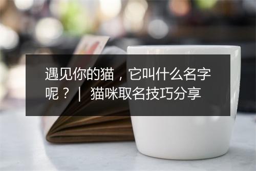 遇见你的猫，它叫什么名字呢？｜ 猫咪取名技巧分享