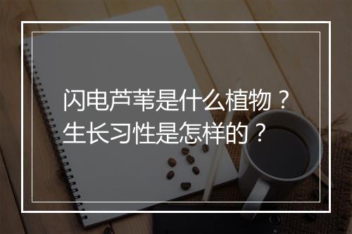 闪电芦苇是什么植物？生长习性是怎样的？