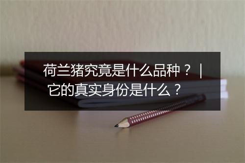 荷兰猪究竟是什么品种？｜ 它的真实身份是什么？