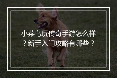 小菜鸟玩传奇手游怎么样？新手入门攻略有哪些？