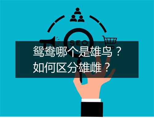 鸳鸯哪个是雄鸟？如何区分雄雌？