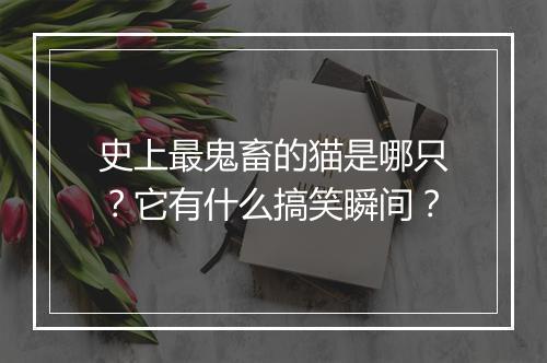 史上最鬼畜的猫是哪只？它有什么搞笑瞬间？
