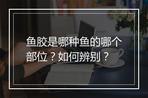 鱼胶是哪种鱼的哪个部位？如何辨别？