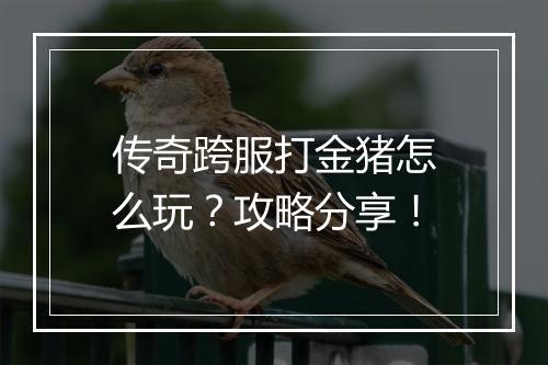 传奇跨服打金猪怎么玩？攻略分享！