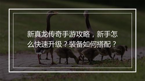 新真龙传奇手游攻略，新手怎么快速升级？装备如何搭配？