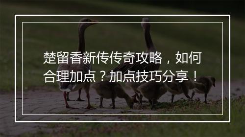 楚留香新传传奇攻略，如何合理加点？加点技巧分享！