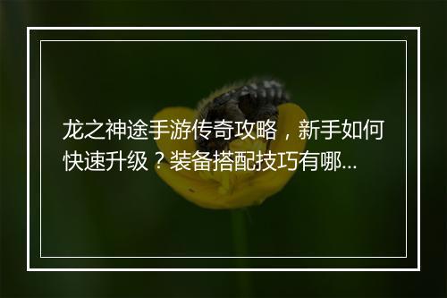 龙之神途手游传奇攻略，新手如何快速升级？装备搭配技巧有哪些？