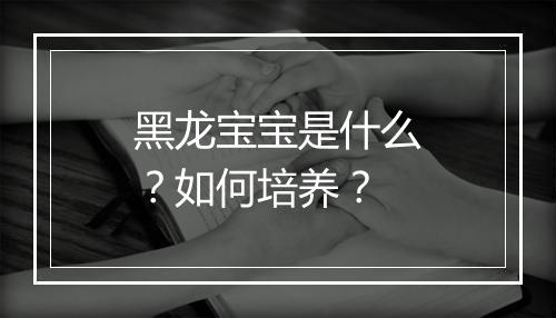 黑龙宝宝是什么？如何培养？