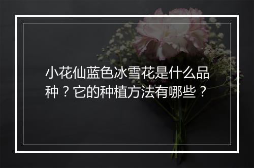 小花仙蓝色冰雪花是什么品种？它的种植方法有哪些？