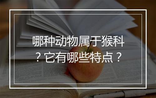 哪种动物属于猴科？它有哪些特点？