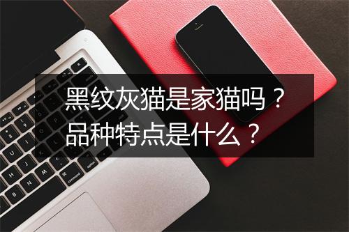 黑纹灰猫是家猫吗？品种特点是什么？