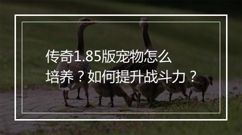 传奇1.85版宠物怎么培养？如何提升战斗力？