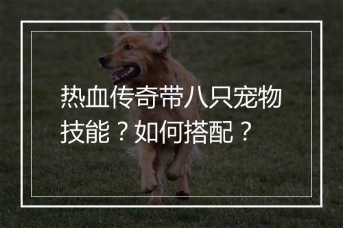 热血传奇带八只宠物技能？如何搭配？