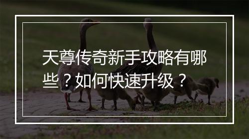 天尊传奇新手攻略有哪些？如何快速升级？