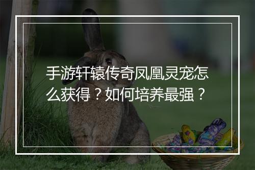 手游轩辕传奇凤凰灵宠怎么获得？如何培养最强？