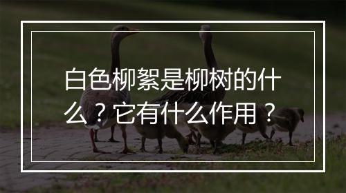 白色柳絮是柳树的什么？它有什么作用？