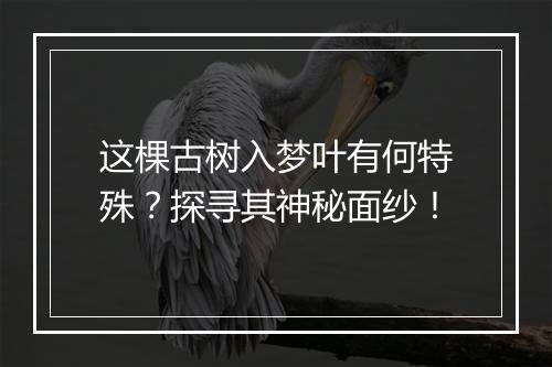 这棵古树入梦叶有何特殊？探寻其神秘面纱！