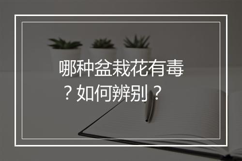 哪种盆栽花有毒？如何辨别？
