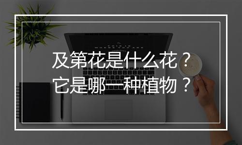及第花是什么花？它是哪一种植物？