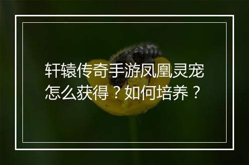 轩辕传奇手游凤凰灵宠怎么获得？如何培养？