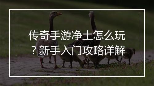 传奇手游净土怎么玩？新手入门攻略详解