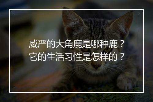 威严的大角鹿是哪种鹿？它的生活习性是怎样的？