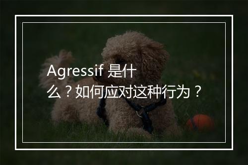 Agressif 是什么？如何应对这种行为？
