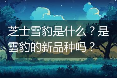 芝士雪豹是什么？是雪豹的新品种吗？