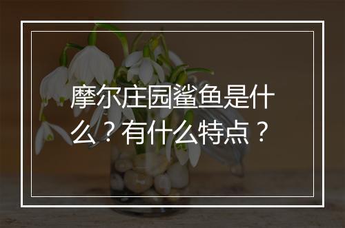 摩尔庄园鲨鱼是什么？有什么特点？
