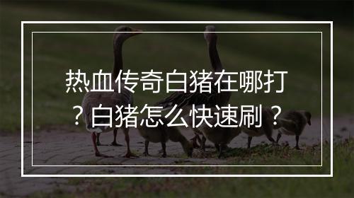 热血传奇白猪在哪打？白猪怎么快速刷？